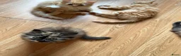 Mixed Breed cats for sale: Kittens for the best homes - Advert 17