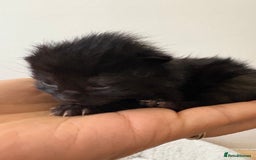 Mixed Breed cats for sale: Seven Tiny Adventures Waiting for Their Families - Advert 22