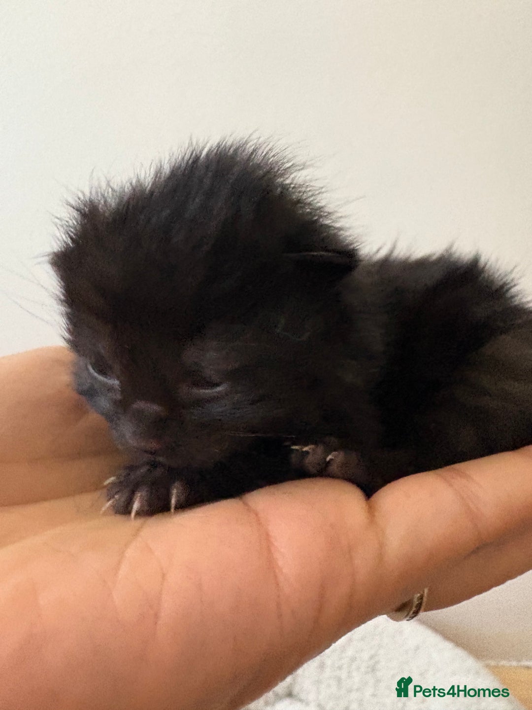 Mixed Breed cats for sale: Seven Tiny Adventures Waiting for Their Families - Advert 22