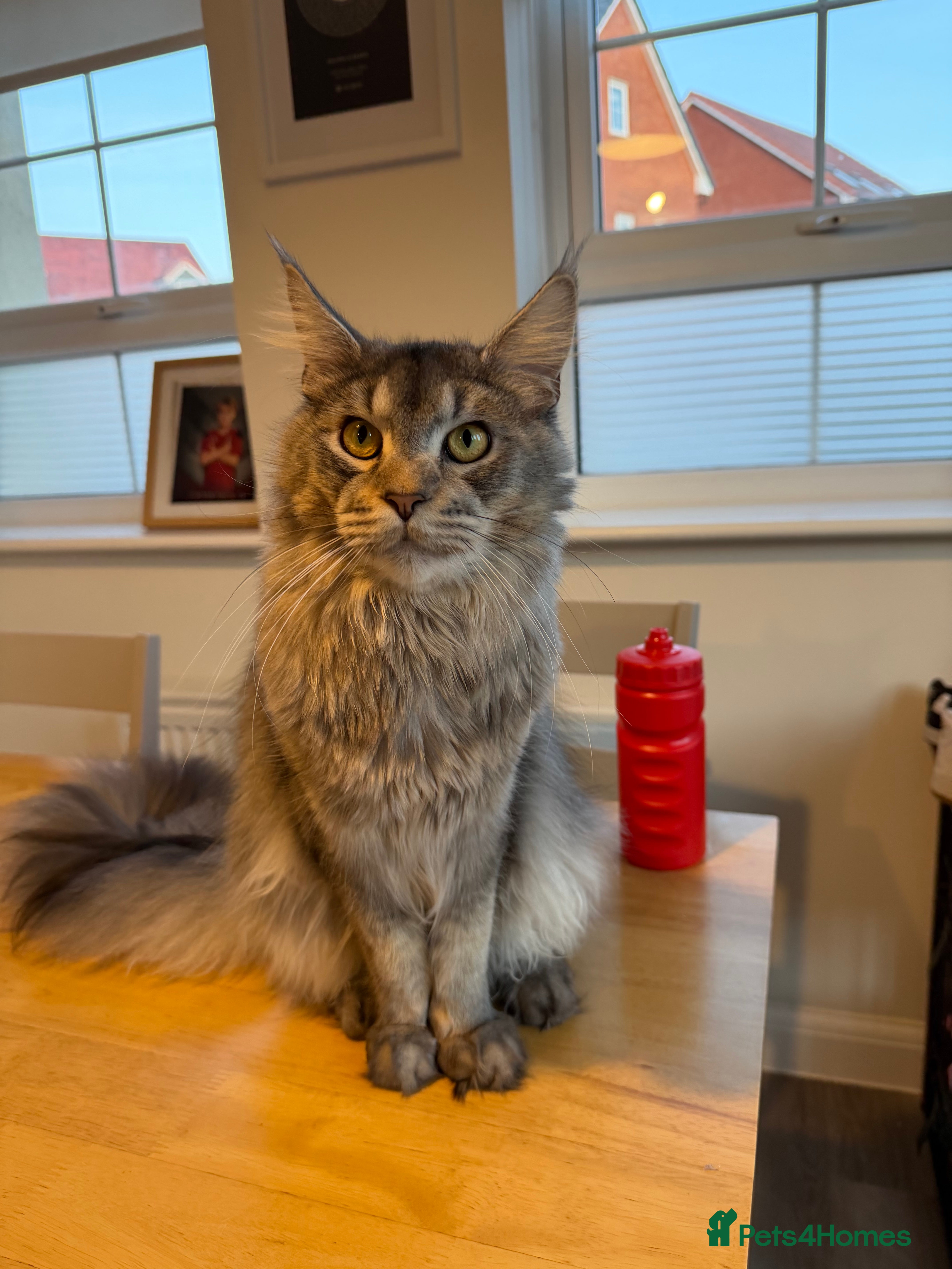 Maine Coon cats Maine Coon - Advert 2