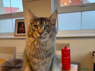 Maine Coon cats Maine Coon - Advert 1