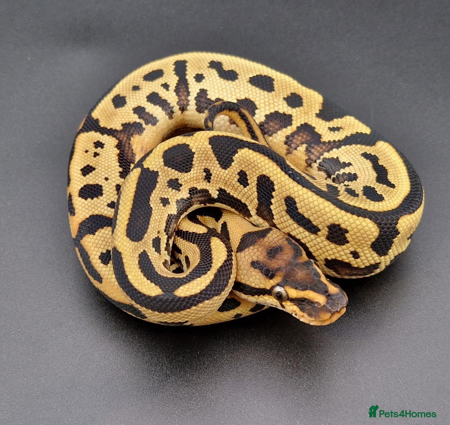 Python Snake reptiles for sale: Adult Super Leopard Special YB Het Clown Het Pied - Advert 16