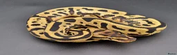 Python Snake reptiles for sale: Adult Super Leopard Special YB Het Clown Het Pied in Leighton Buzzard - Advert 1