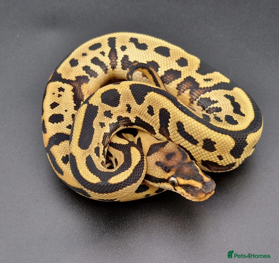 Python Snake reptiles for sale: Adult Super Leopard Special YB Het Clown Het Pied in Leighton Buzzard - Advert 1