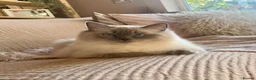 Ragdoll cats for sale: Stunning chunky Blue Point Ragdolls in Newport - Advert 2