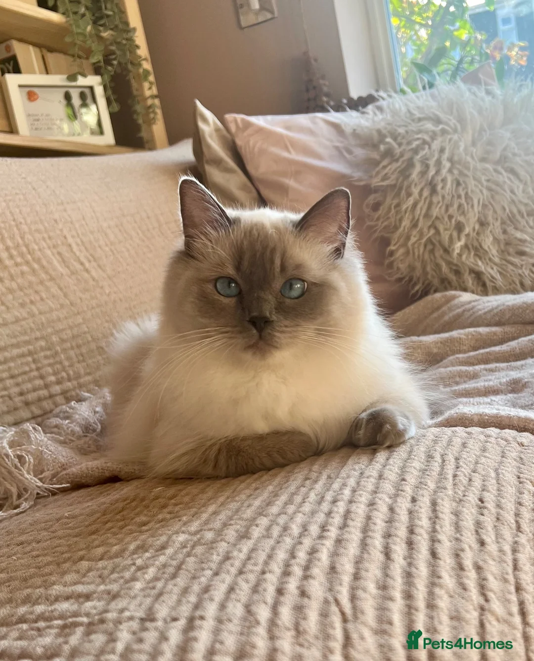 Ragdoll cats for sale: Stunning chunky Blue Point Ragdolls in Newport - Advert 2