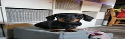 Miniature Dachshund dogs for stud: Miniature Dashchund for stud in Fakenham - Advert 8