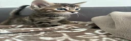 Bengal cats for sale: Beautiful Bengal kittens  - Advert 9