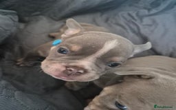 English Bulldog dogs for sale: Beautiful English Bull Dogs KC reg - Image 14