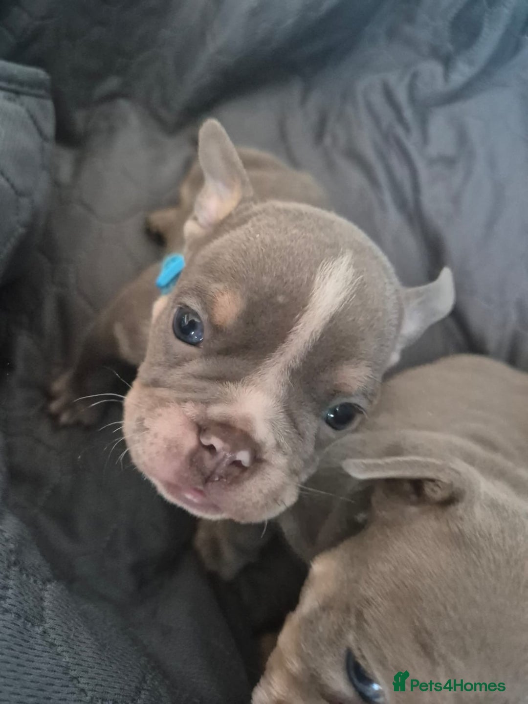English Bulldog dogs for sale: Beautiful English Bull Dogs KC reg - Image 14