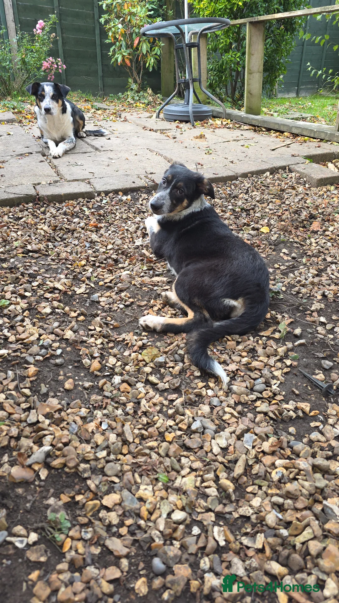 Border Collie dogs for sale: Border Collie pups x1 Female 1x male - Advert 3