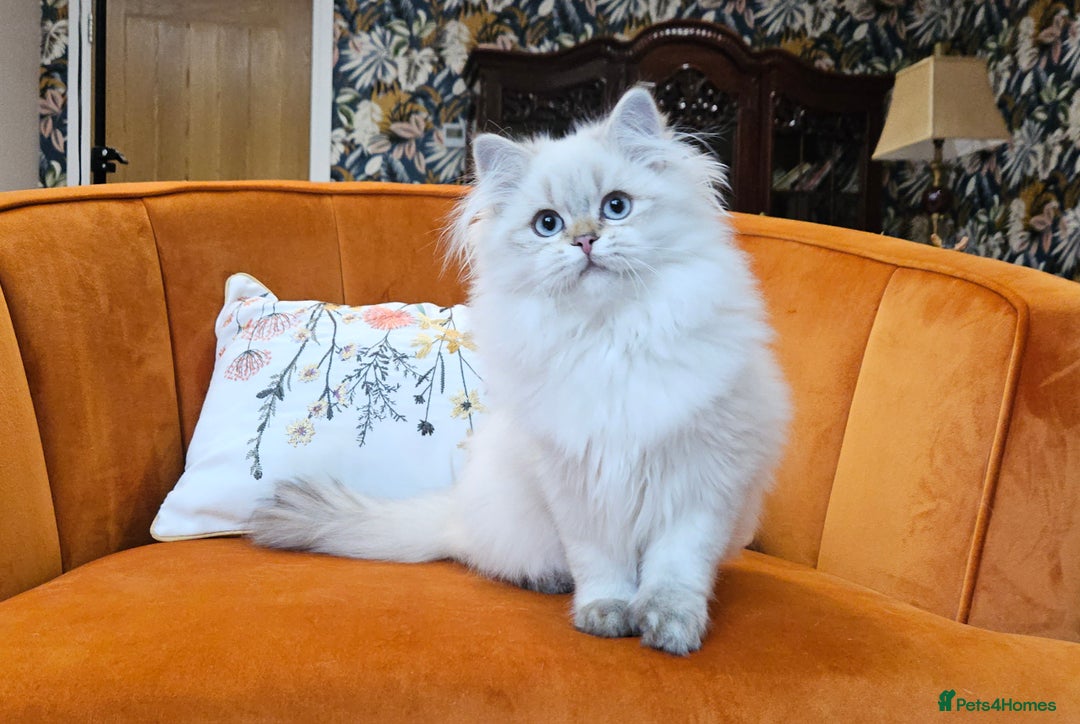 Scottish Fold cats for sale: Excellent Scottish straight kittens  - Advert 8