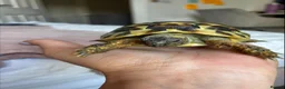 Hermann Tortoise reptiles for sale: Hermann's Tortoise 2 Years Old, Setup, Article 10 in Dinas Powys - Advert 3