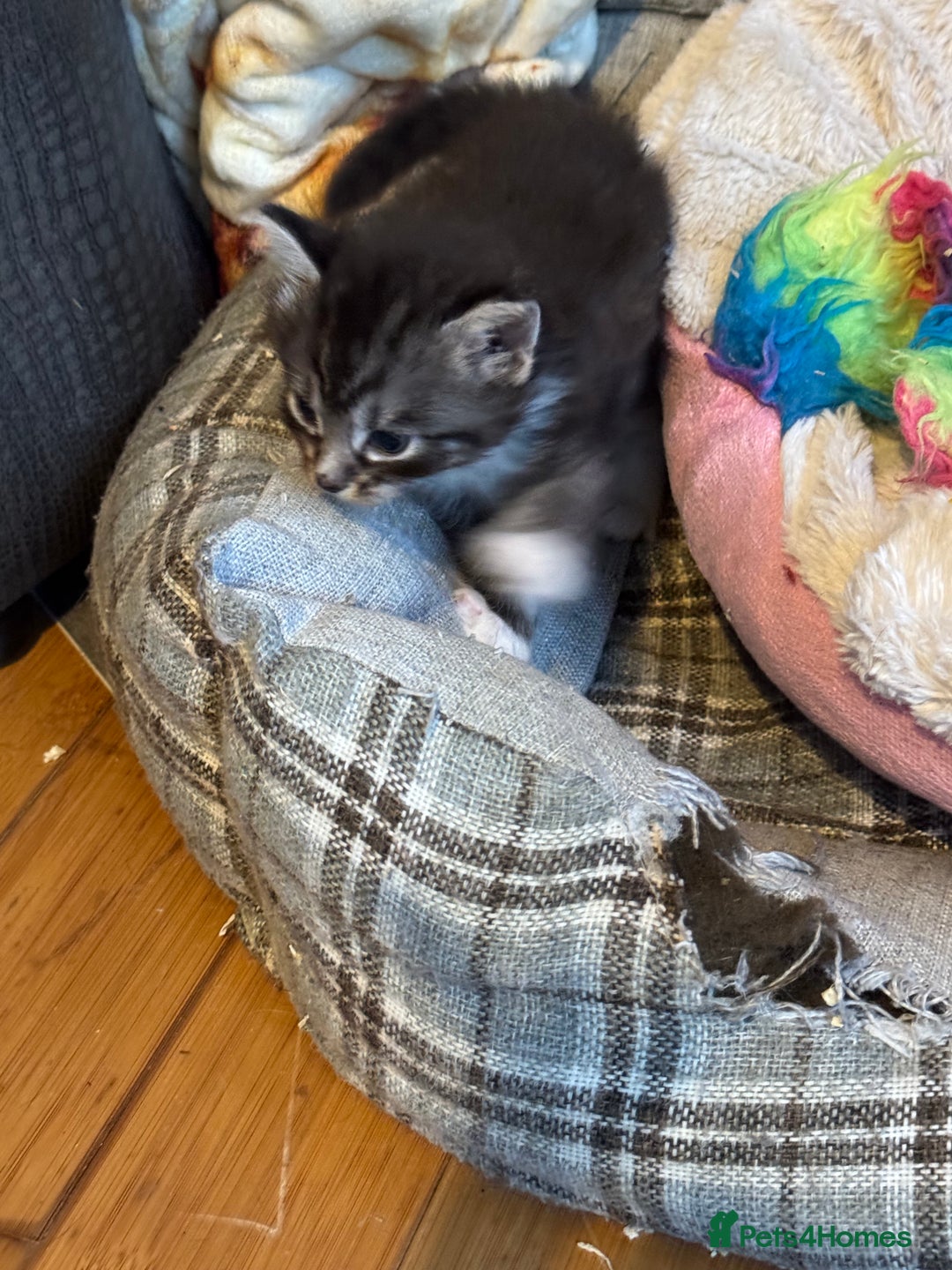 Domestic Shorthair cats for sale: 5 short/fluffy domestic kittens  - Image 14