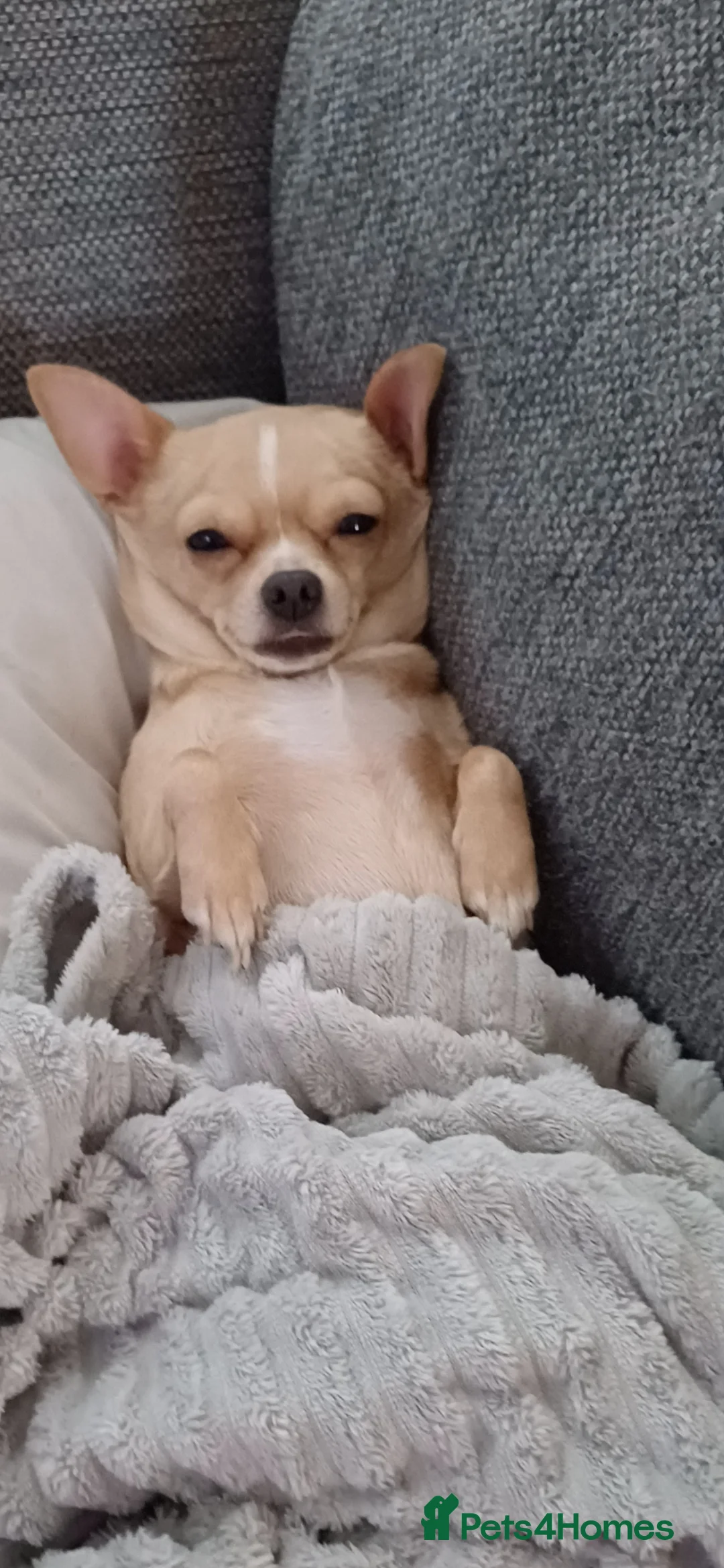 Chihuahua dogs for sale:  **  chihuahua puppies  - Advert 1