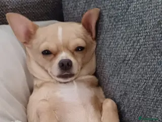 Chihuahua dogs Teacup chihuahua puppies - Advert 1