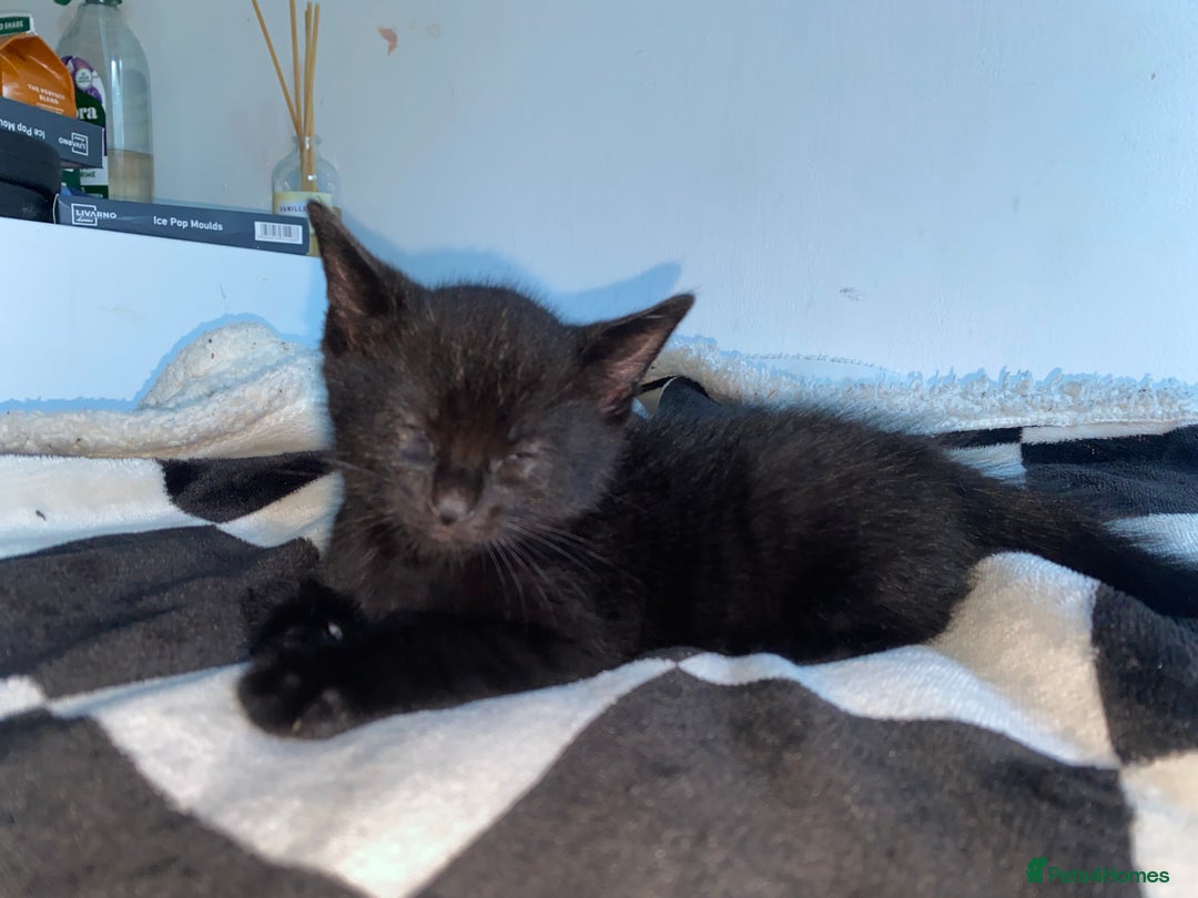 Mixed Breed cats for sale: ❗️2 litters for sale❗️ - Image 4