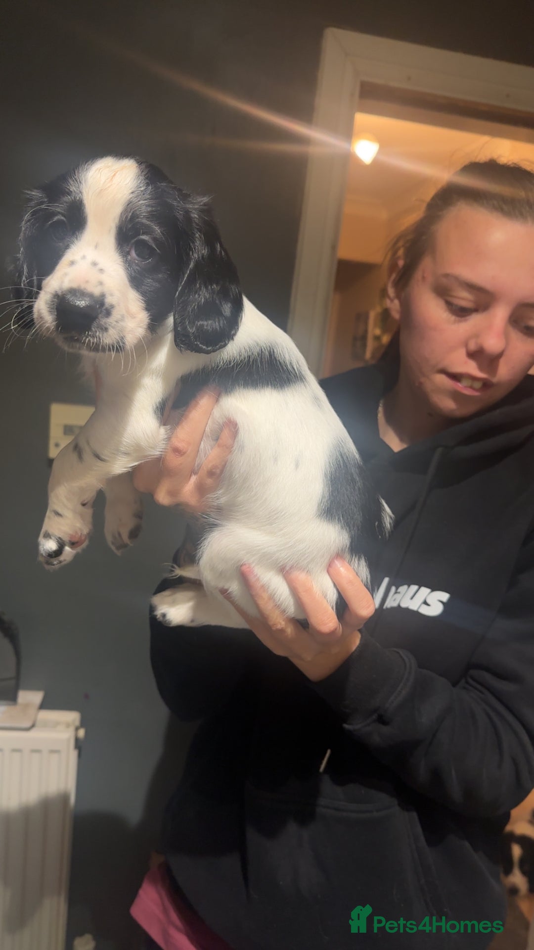 Cocker Spaniel dogs for sale: Cocker spaniel puppies  - Advert 2