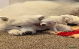 Samoyed dogs for sale: Beautiful Pure Breed Samoyed Puppies - Image 7