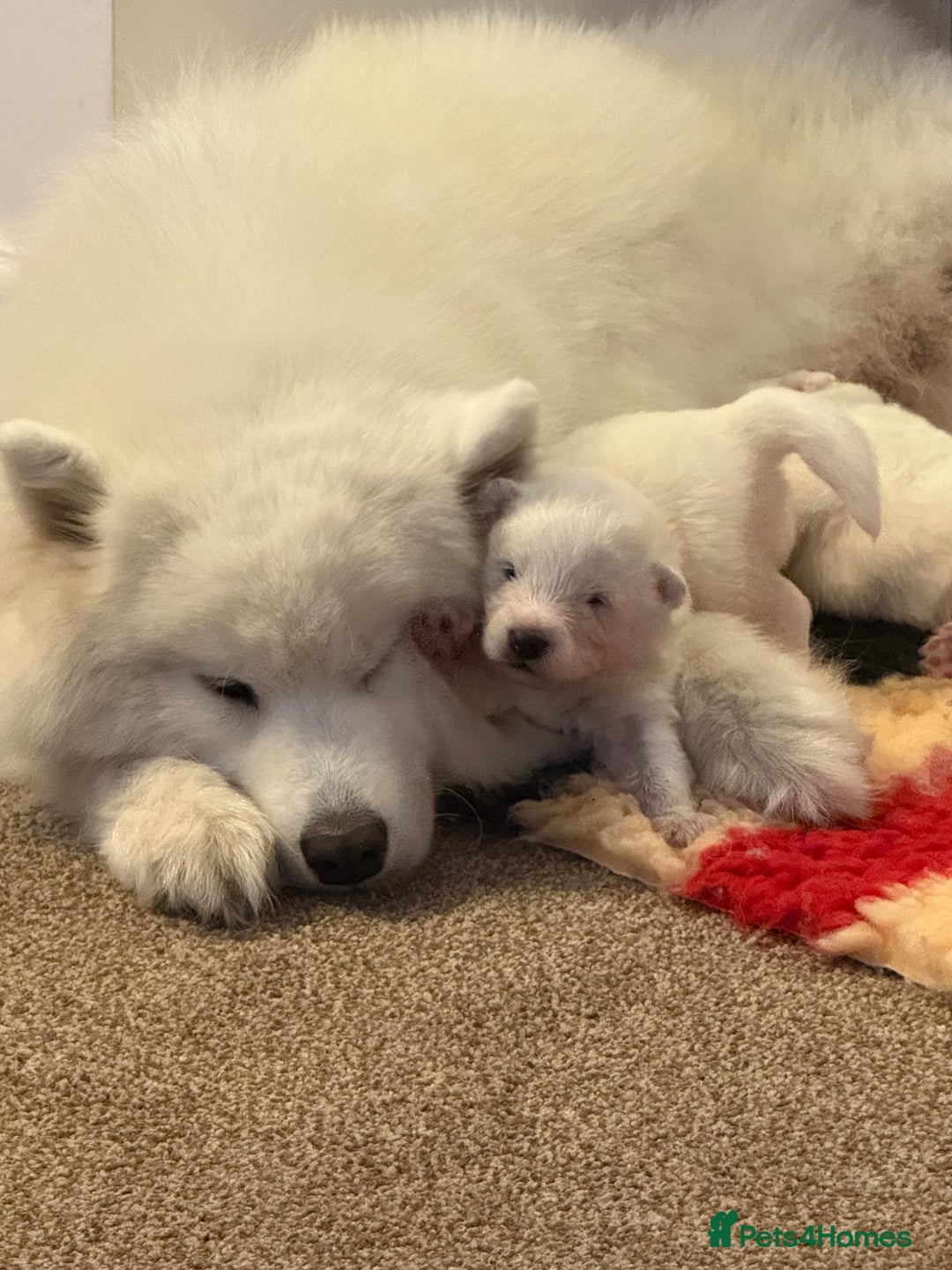 Samoyed dogs for sale: Beautiful Pure Breed Samoyed Puppies - Image 7