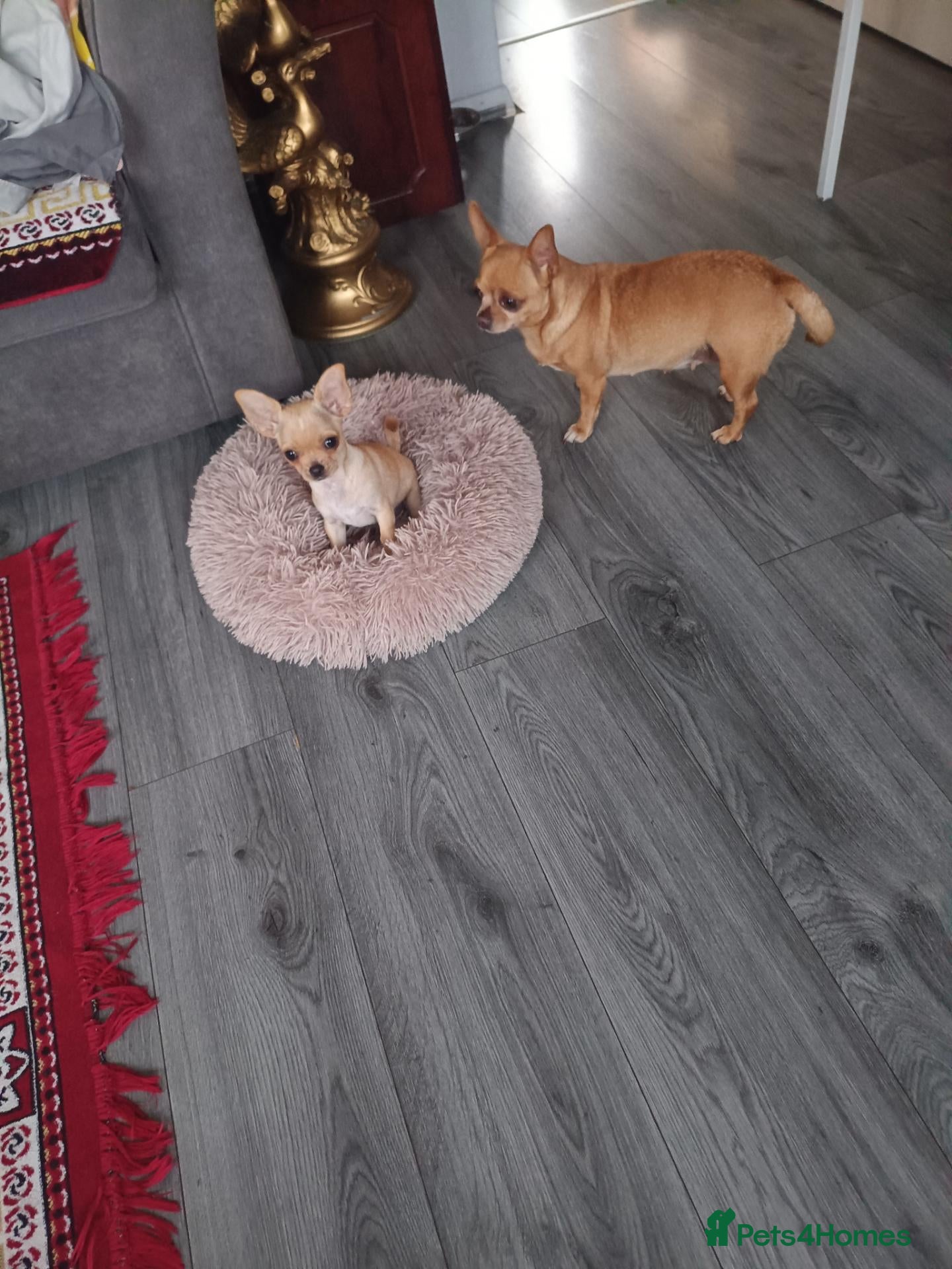 Chihuahua dogs Chihuahua puppies  - Advert 1