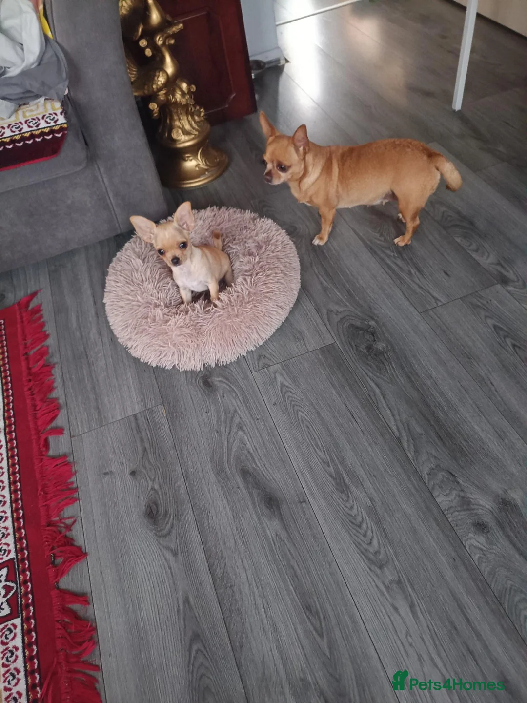 Chihuahua dogs for sale: Chihuahua puppies  - Advert 1