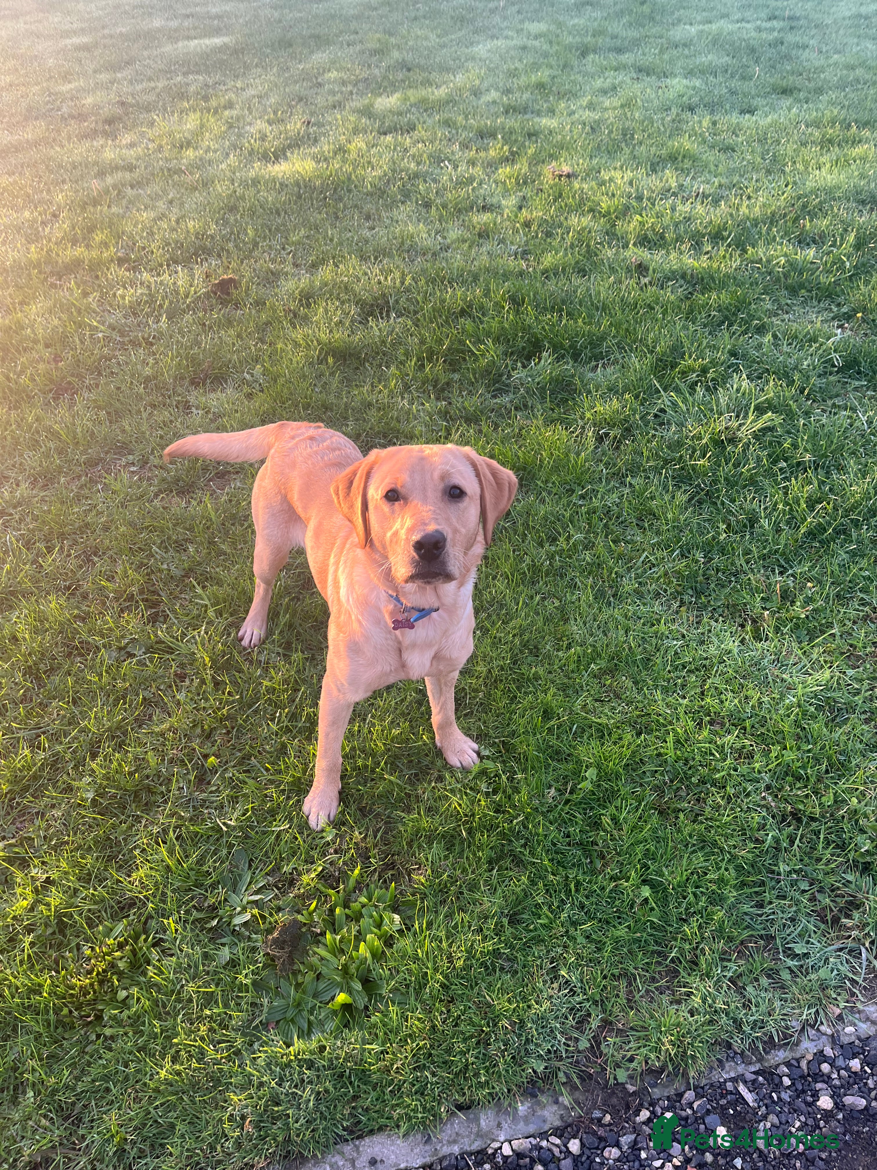 Labrador Retriever dogs Loving Labrador Daisy Seeking Forever Home - Advert 1