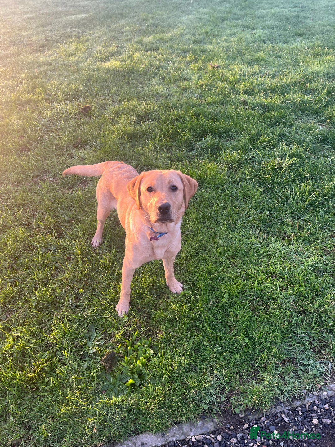 Labrador Retriever dogs for sale: Loving Labrador Daisy Seeking Forever Home - Advert 1