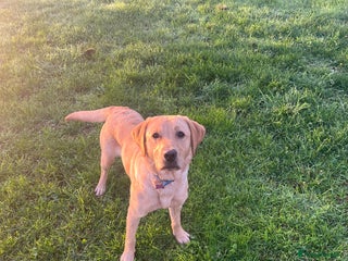 Labrador Retriever dogs Loving Labrador Daisy Seeking Forever Home - Advert 1