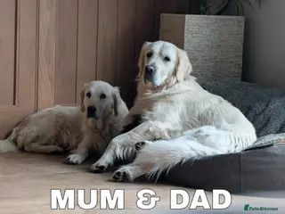 Golden Retriever dogs Stunning Cream Golden Retriever Puppies - Advert 13