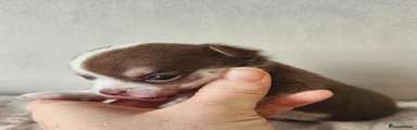 Chihuahua 2