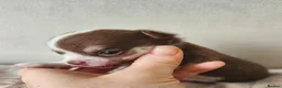 Chihuahua dogs for sale: 🌻Cute purebred chihuahua puppies🌻 - Advert 4