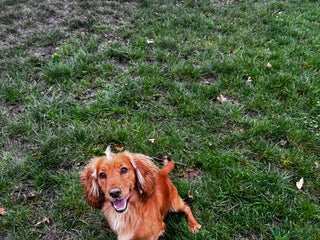 Cocker Spaniel dogs in Darlington - Advert 1