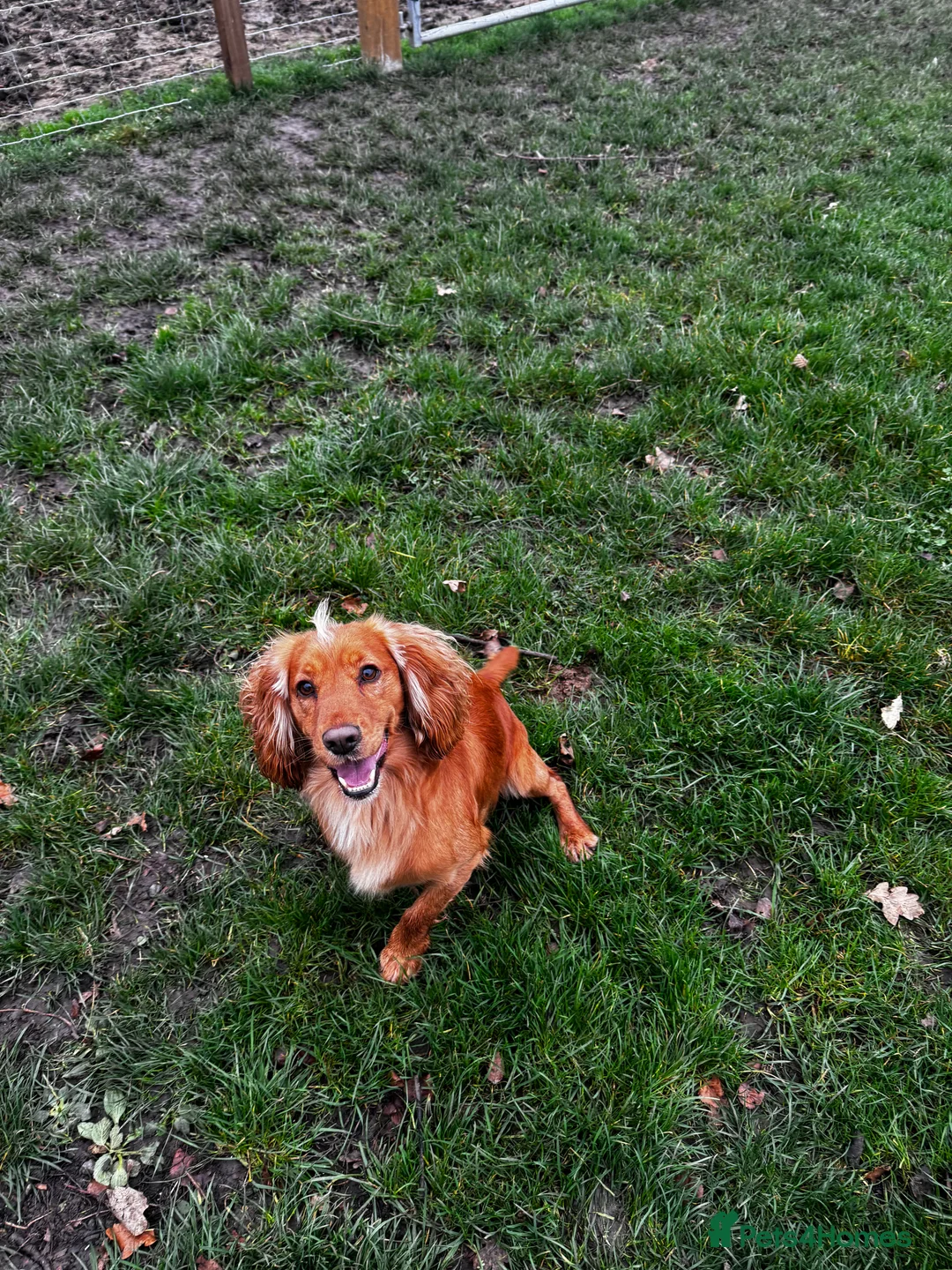 Cocker Spaniel dogs for stud: *KC HEALTH TESTED WORKING COCKER SPANIEL FOR STUD* in Darlington - Advert 1