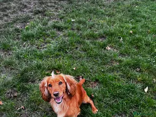 Cocker Spaniel dogs *KC HEALTH TESTED WORKING COCKER SPANIEL FOR STUD* - Advert 1