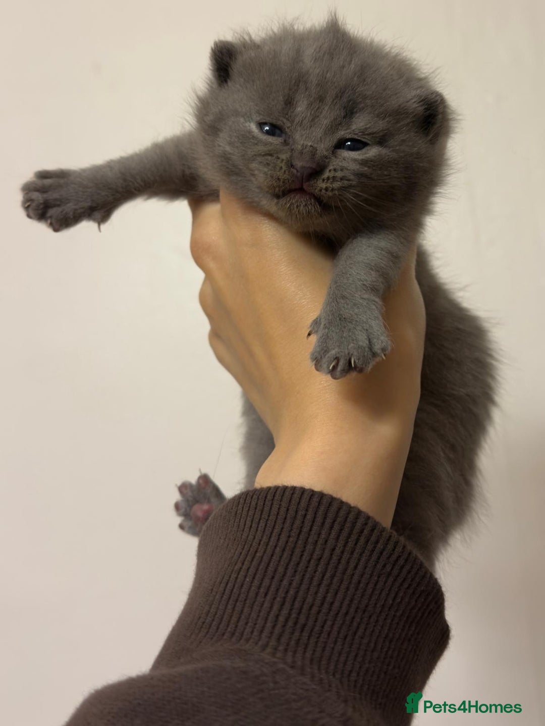 British Shorthair cats for sale: Show quality British Short Hair kittens - Advert 4