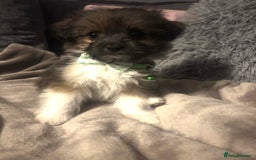 Mixed Breed dogs for sale: Chorkie-apso puppies  - Image 23