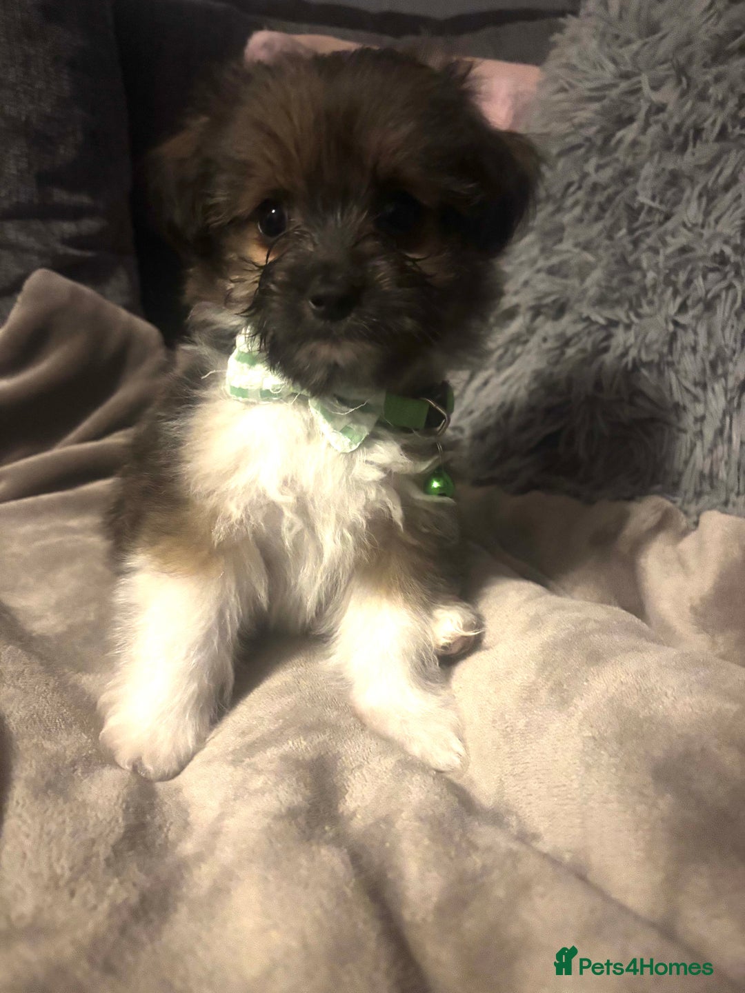 Mixed Breed dogs for sale: Chorkie-apso puppies  - Image 23