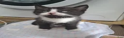 Mixed Breed cats for sale: 6 mixed-breed kittens - Advert 3