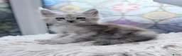 Maine Coon cats for sale: Beautiful high smoked blue & black smoked kittens  - Advert 26