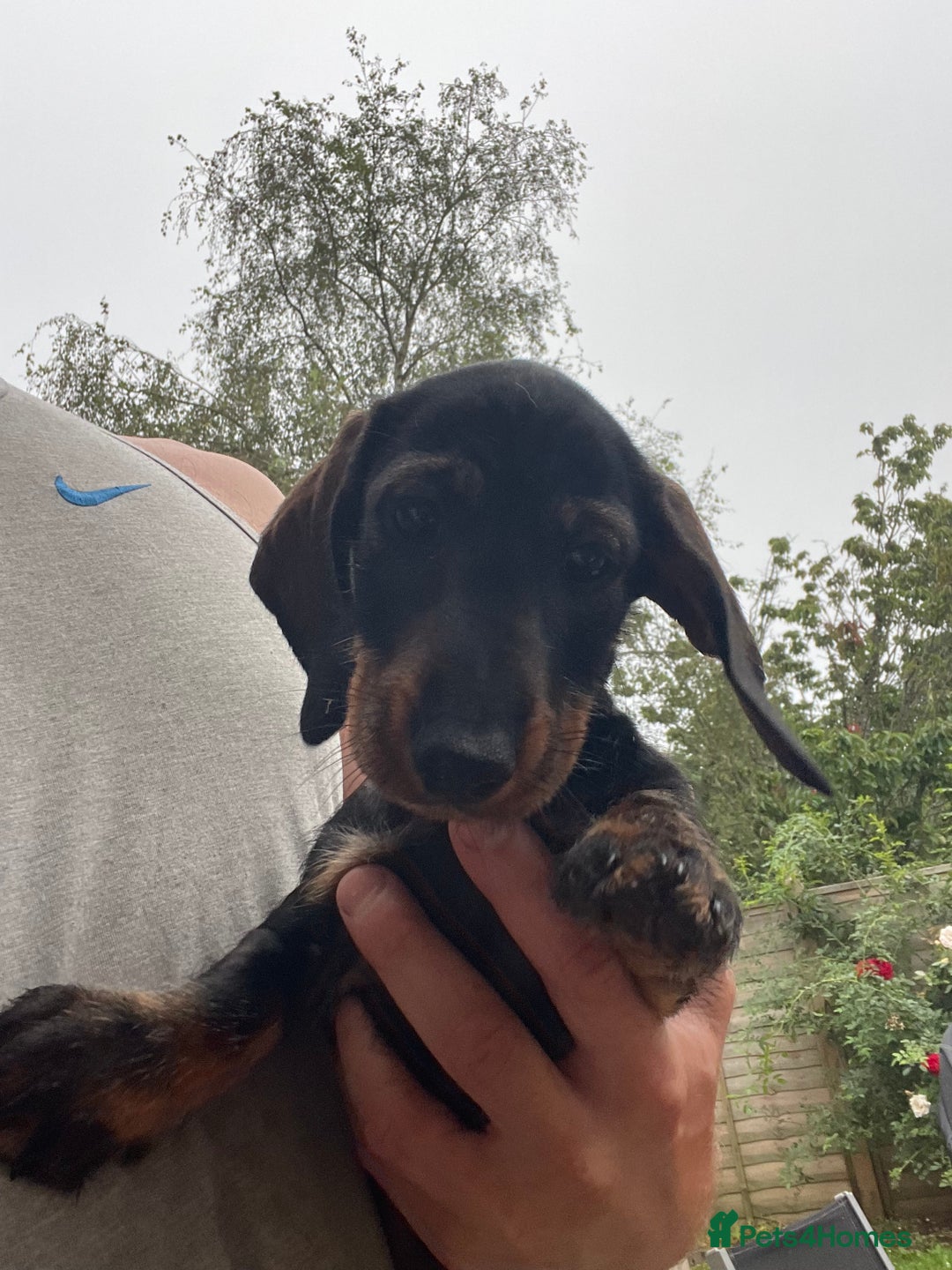 Dachshund dogs for sale: KC standard wire haired dachshund puppies (teckel) in Tiverton - Image 31