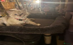 Ragdoll cats for sale: Full Ragdoll Kittens - Image 7