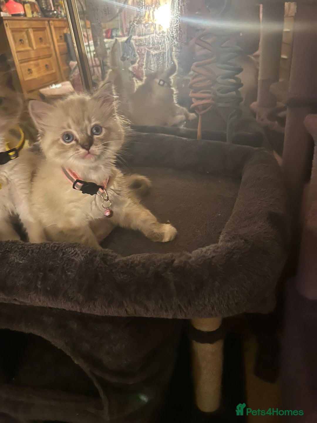 Ragdoll cats for sale: Full Ragdoll Kittens - Image 7
