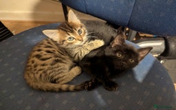 Mixed Breed cats for sale: Beautiful Black Kitten Ready to Go Now - Image 5