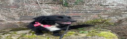 Border Collie dogs for stud: LOOKING FOR STUD  - Advert 1