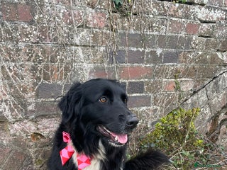 Border Collie dogs LOOKING FOR STUD - Advert 1