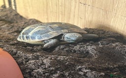 Hermann Tortoise reptiles for sale: Herman tortoise’s  looking for a loving home  - Image 5