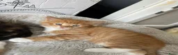 Mixed Breed cats for sale: 1 male ginger kitten  in Aberdeen - Advert 2