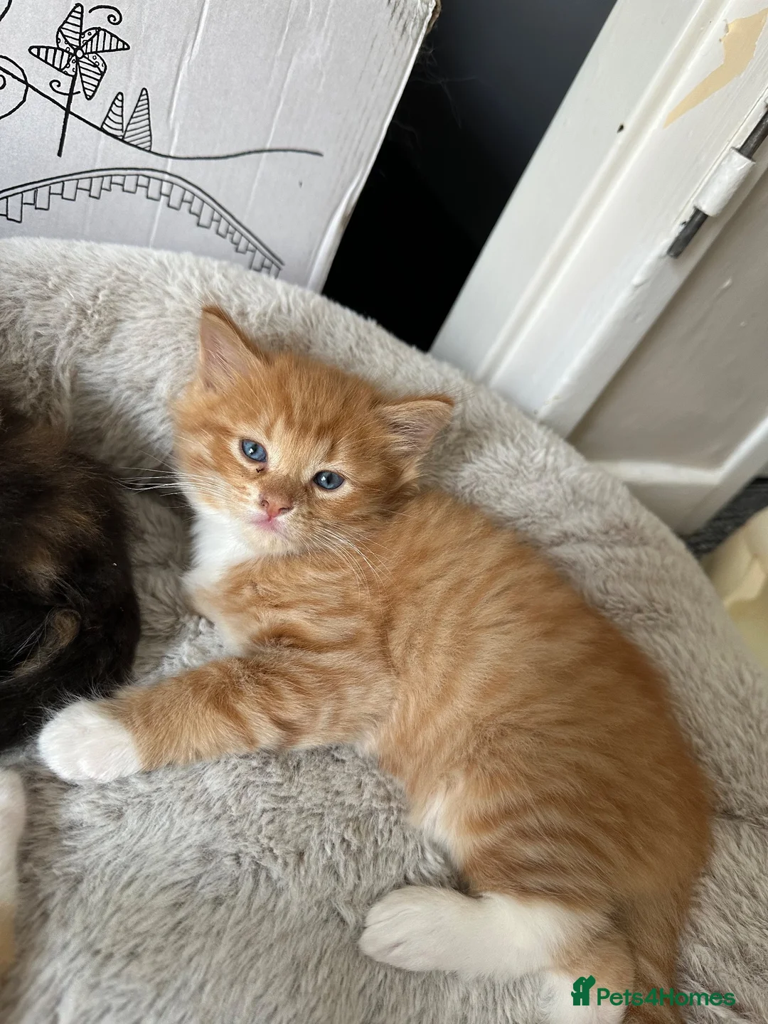 Mixed Breed cats for sale: 1 male ginger kitten  in Aberdeen - Advert 2