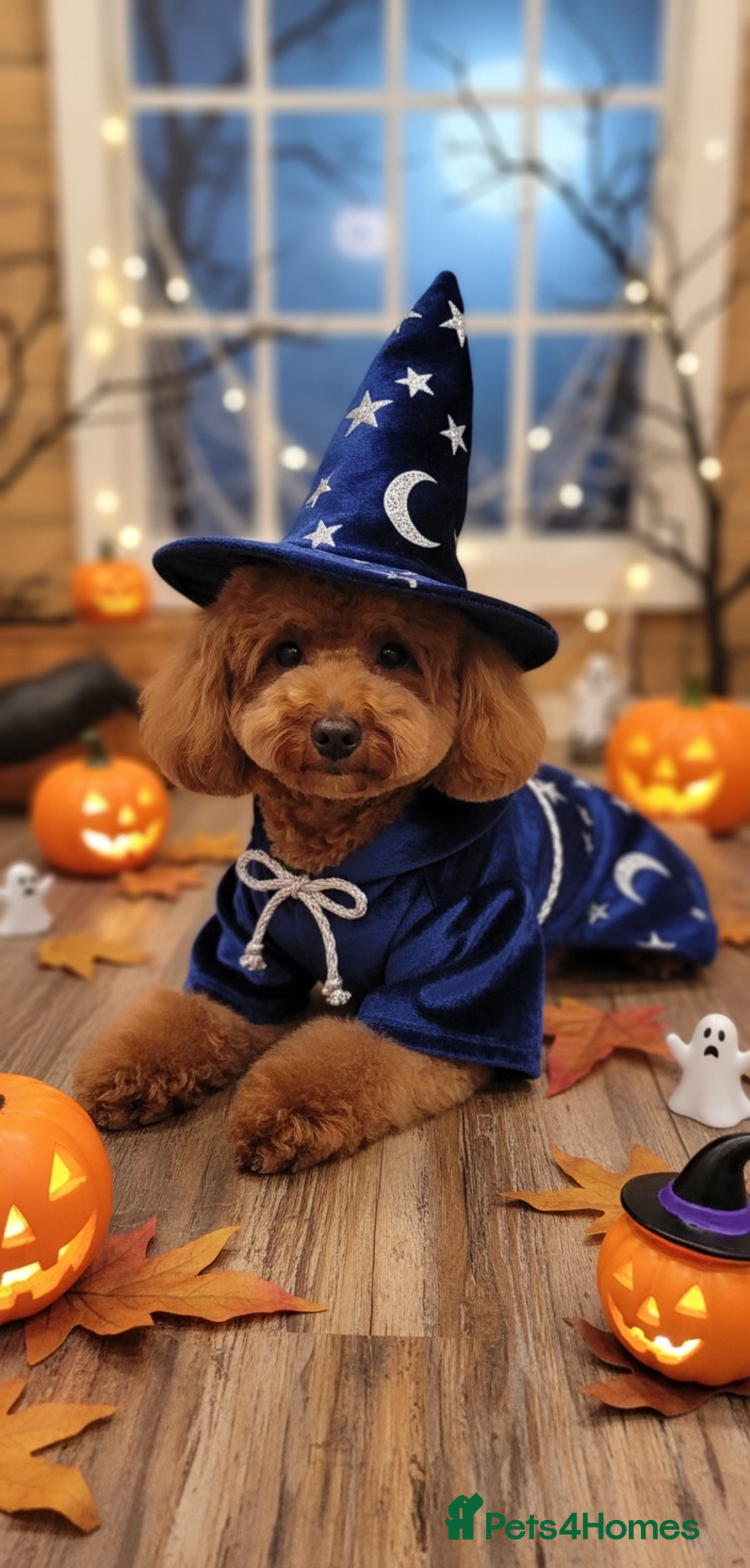 Toy Poodle dogs for stud: Leo Toy Poodle fox red Stud in Telford - Advert 3